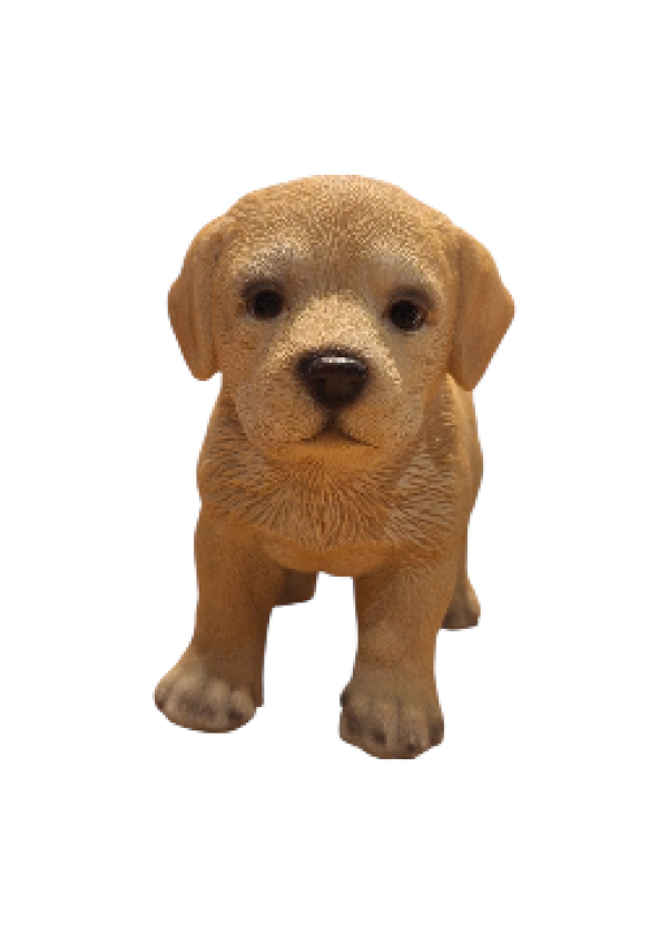 Labrador Yavru köpek Biblosu